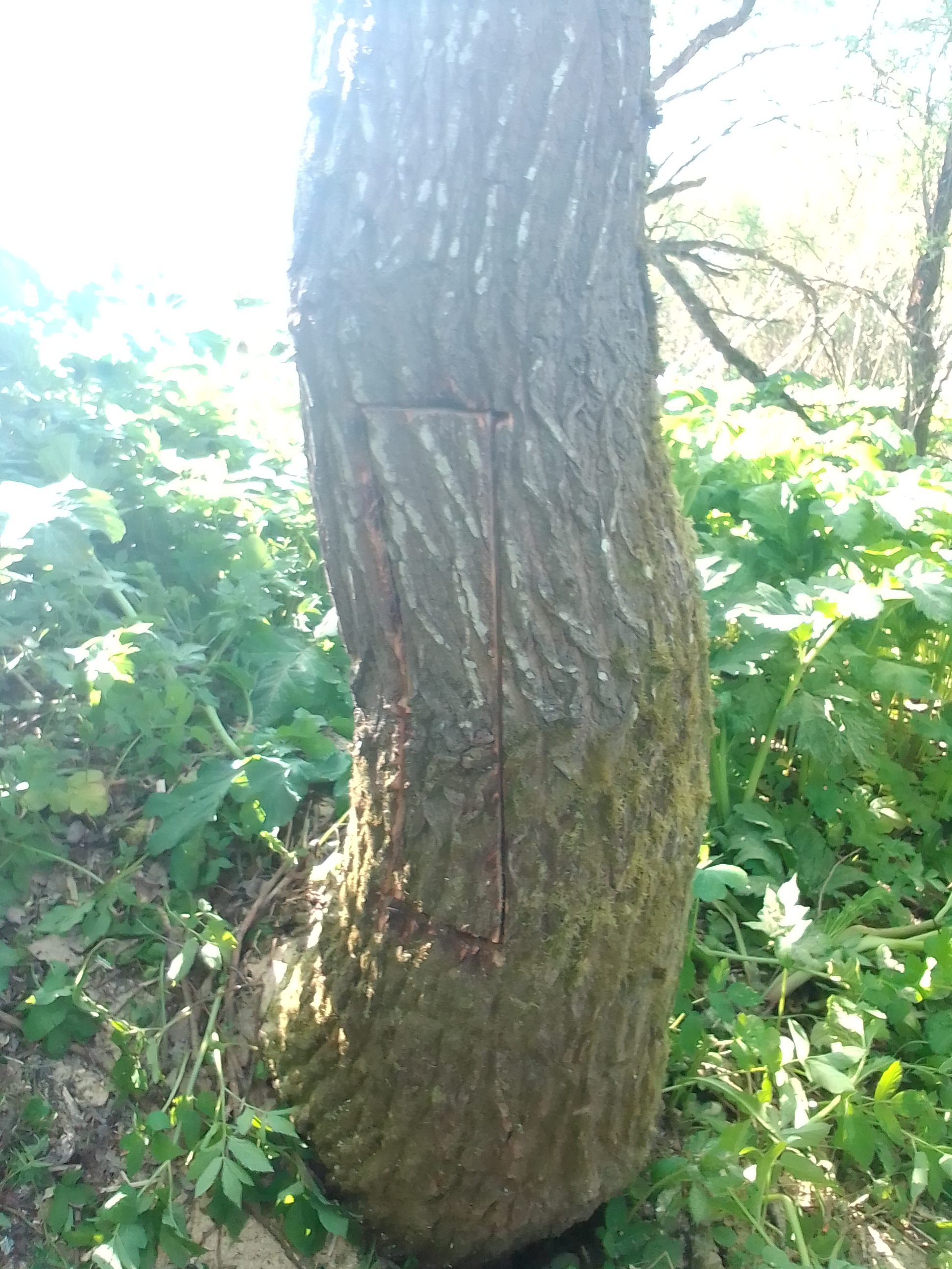 Борть для пчел